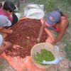 Sorting out green coffee beans  (b)